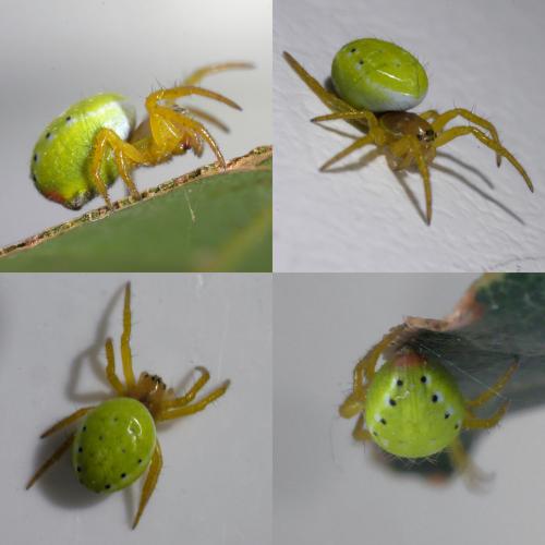 Araniella sp.